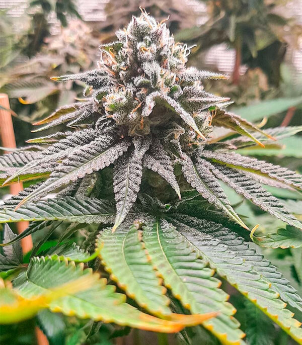 Lemon Orange fem (GHS) семена конопли