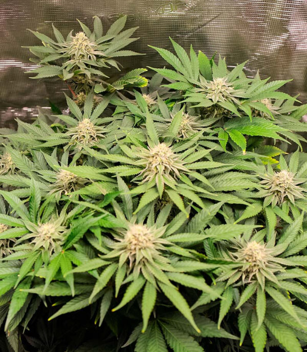 Lemon Orange fem (GHS) семена конопли — изображение 4