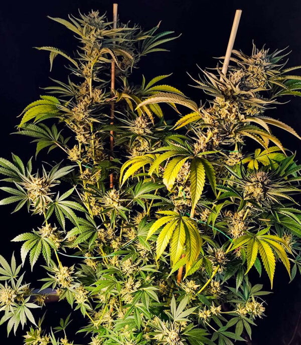 Lemon Orange fem (GHS) семена конопли — изображение 5