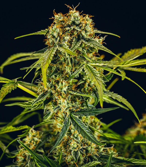 Medusa F1 Auto fem (RQS) семена конопли — изображение 3