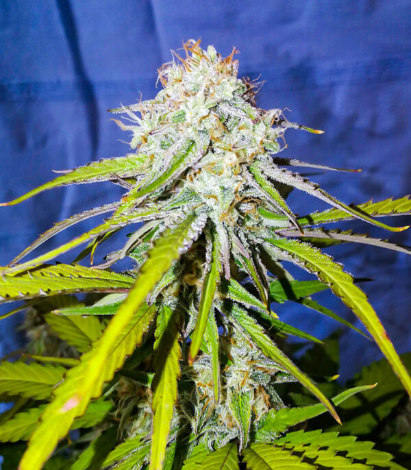 Medusa F1 Auto fem (RQS) семена конопли — изображение 4