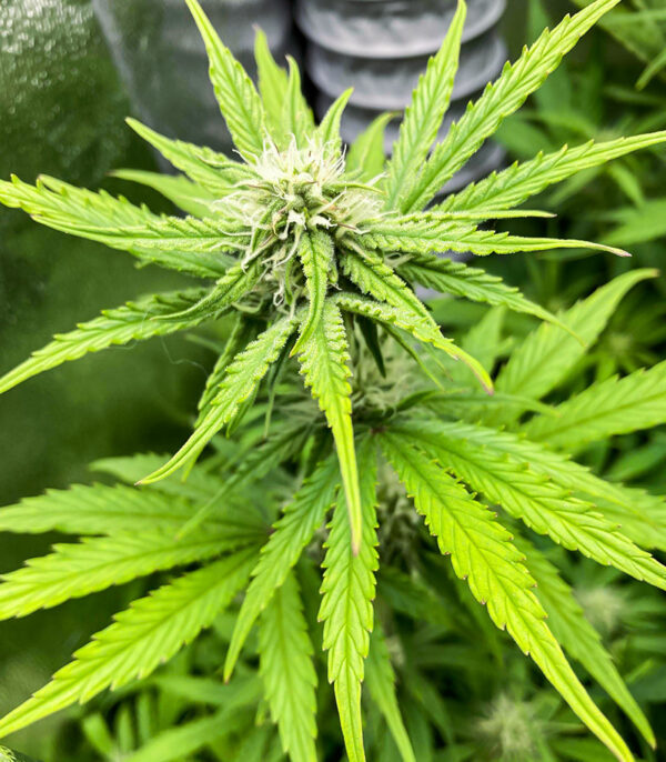 Medusa F1 Auto fem (RQS) семена конопли — изображение 5