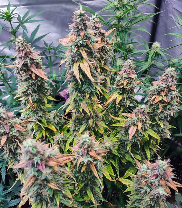 Medusa F1 Auto fem (RQS) семена конопли — изображение 6