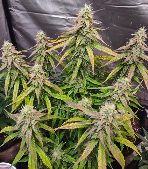 Medusa F1 Auto fem (RQS) семена конопли — изображение 7