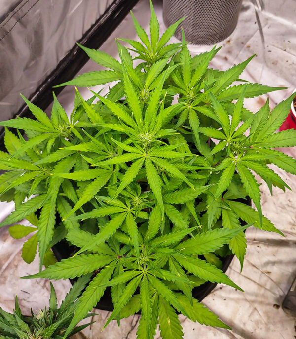 Medusa F1 Auto fem (RQS) семена конопли — изображение 8