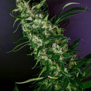 Purple Punch fem (Barney's Farm)