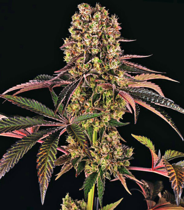 Runtz Muffin fem (Barney's Farm) семена конопли — изображение 4