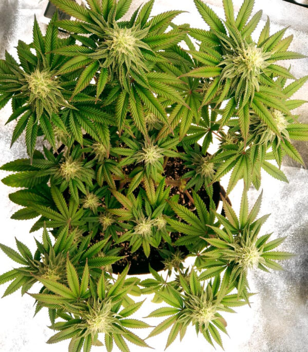 Runtz Muffin fem (Barney's Farm) семена конопли — изображение 3