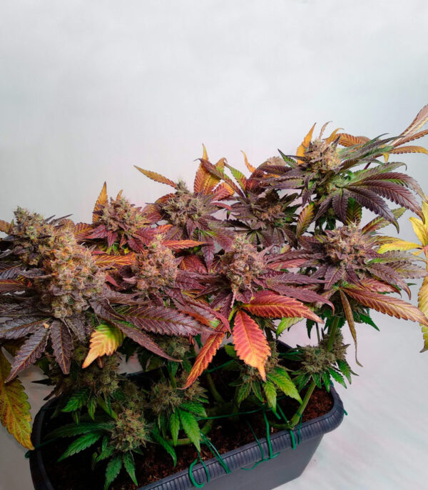 Runtz Muffin fem (Barney's Farm) семена конопли — изображение 6