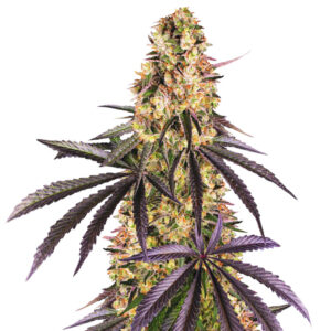 Runtz Muffin fem (Barney's Farm) семена конопли