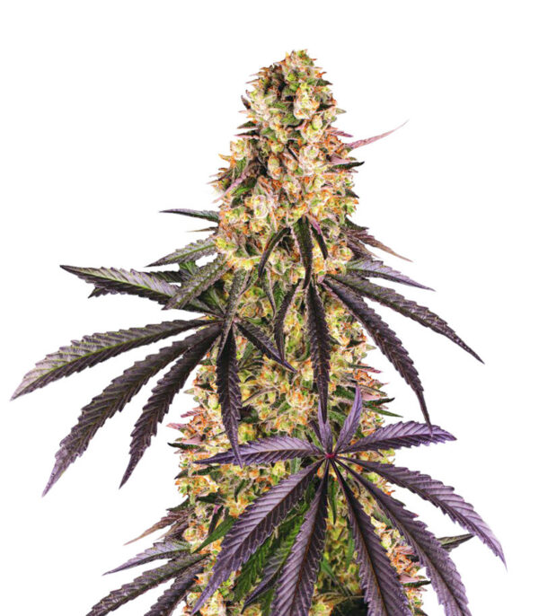 Runtz Muffin fem (Barney's Farm) семена конопли