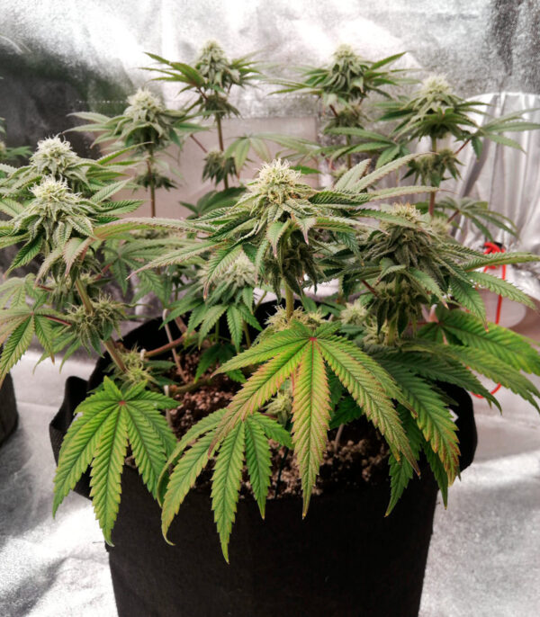 Runtz Muffin fem (Barney's Farm) семена конопли — изображение 7