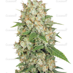 Семена сорта Amnesia Haze (Victory Seeds)