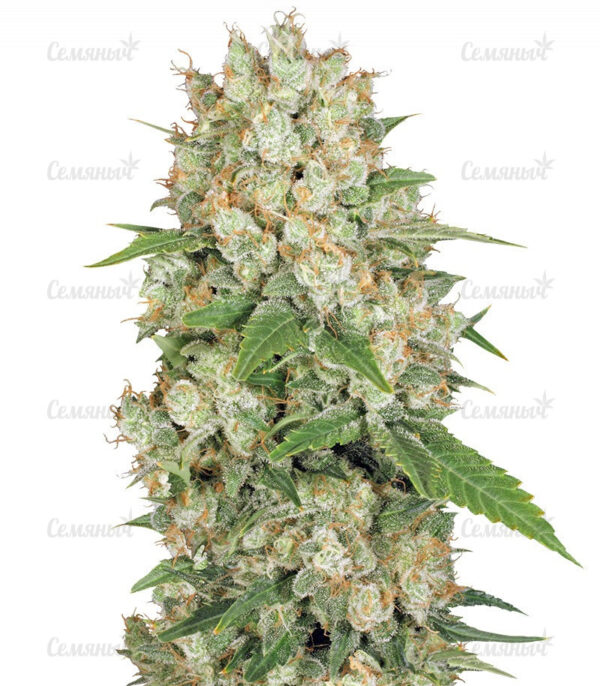 Семена сорта Amnesia Haze (Victory Seeds)