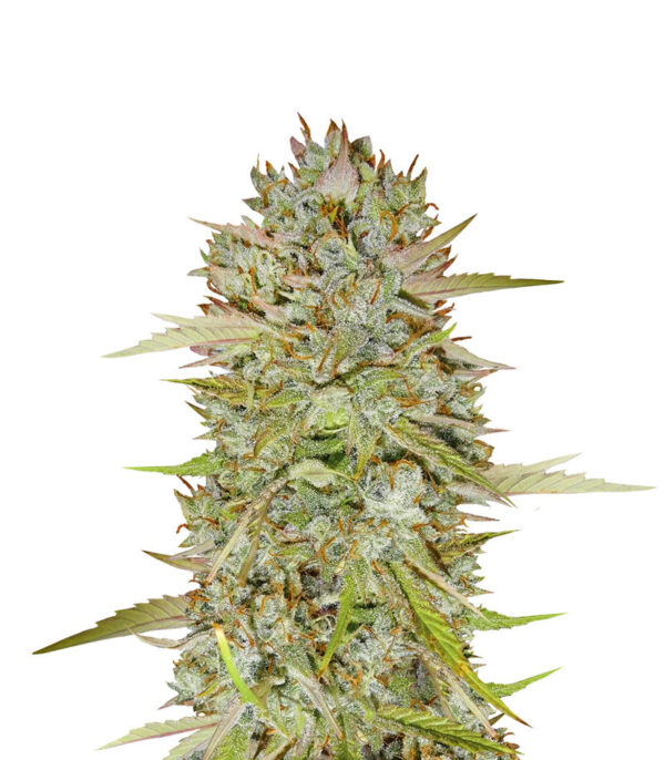 Wedding Cake Auto fem (Barney's Farm)