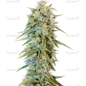 Семена сорта Blow Dream (Victory Seeds)
