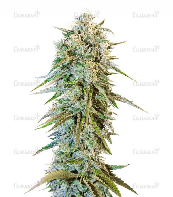 Семена сорта Blow Dream (Victory Seeds)