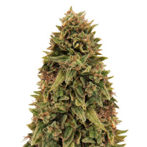 Blueberry OG fem (Barney's Farm)