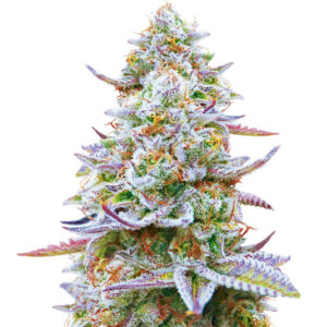 Семена сорта Gorilla Zkittlez (Barney's Farm)