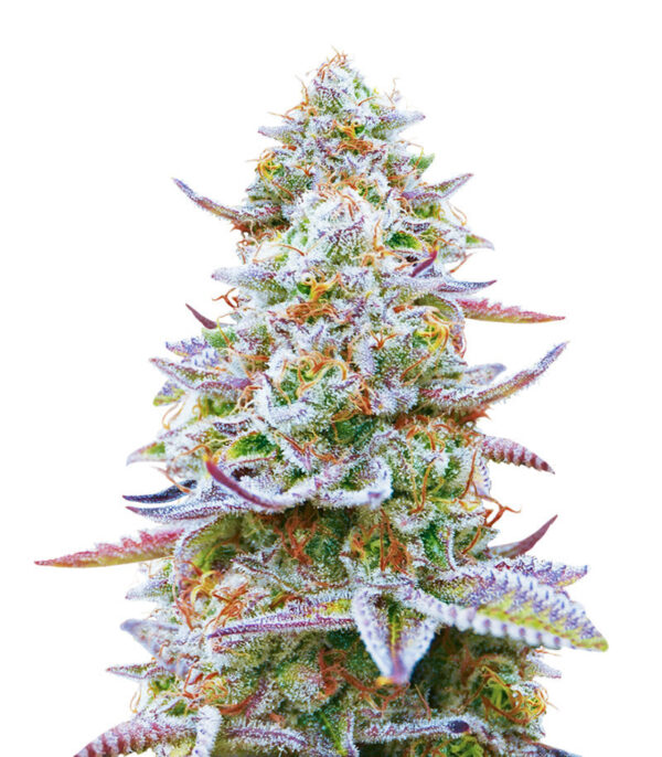 Семена сорта Gorilla Zkittlez (Barney's Farm)