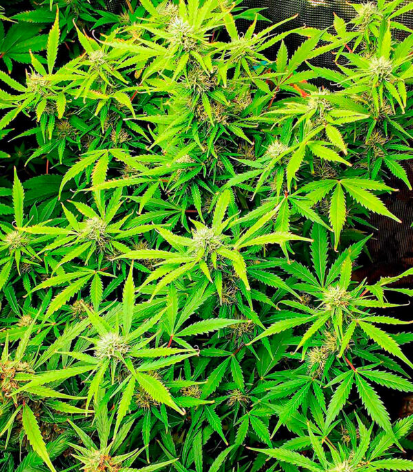 Runtz Auto fem (Barney's Farm) — изображение 7