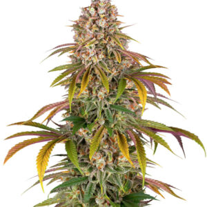 Lemon Tree fem (Barney's Farm)