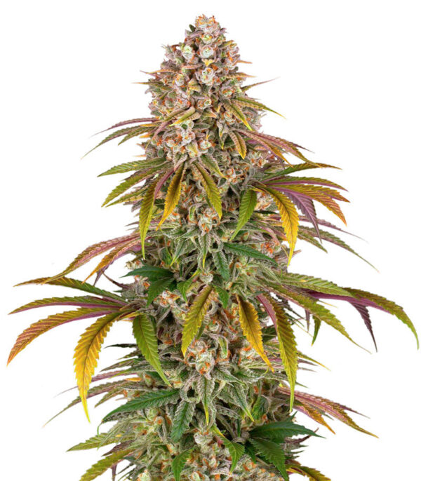 Lemon Tree fem (Barney's Farm)