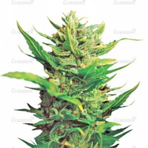 Семена сорта Exodus Cheese (GHS)