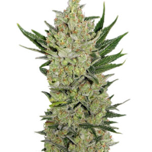 Blueberry Cheese Auto (Blue Cheese Auto) fem (Barney's Farm)