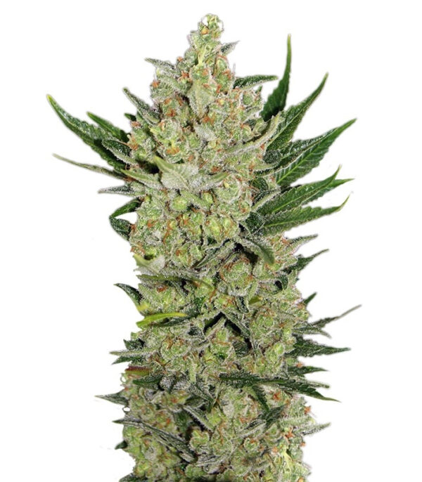 Blueberry Cheese Auto (Blue Cheese Auto) fem (Barney's Farm)
