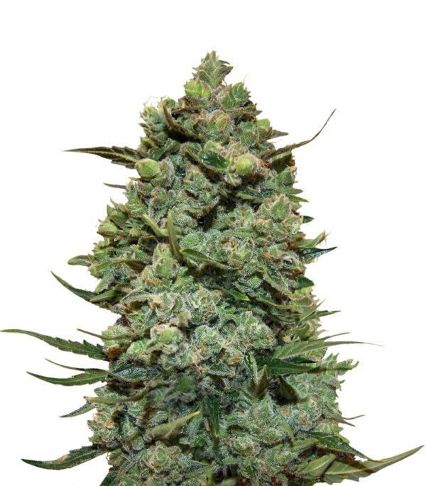 Семена сорта Cookies Kush (Barney's Farm)