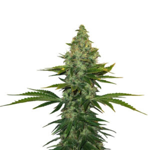 Liberty Haze fem (Barney's Farm)