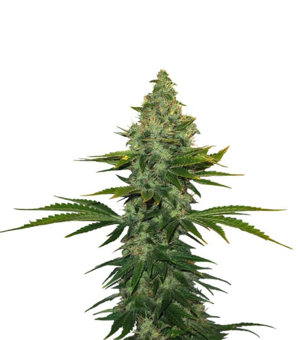 Liberty Haze fem (Barney's Farm)