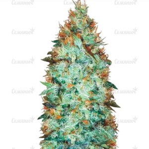 Семена сорта Super Lemon Haze (GHS)