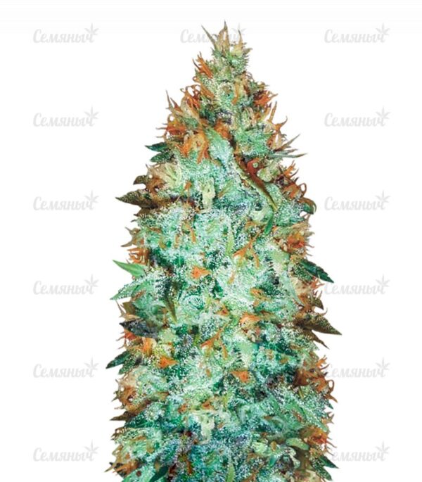 Семена сорта Super Lemon Haze (GHS)