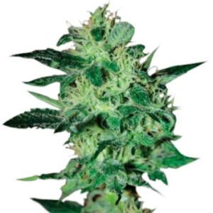 Super Critical fem (GHS) семена конопли