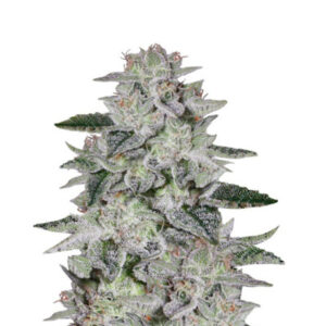 Sweet Valley Kush fem (GHS) семена конопли
