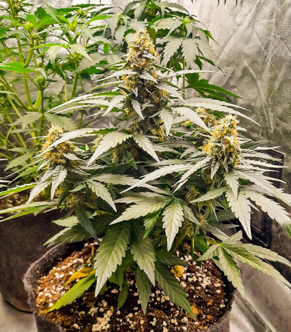 Titan F1 Auto fem (RQS) семена конопли — изображение 3