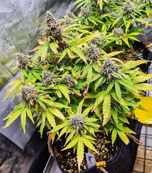 Titan F1 Auto fem (RQS) семена конопли — изображение 7