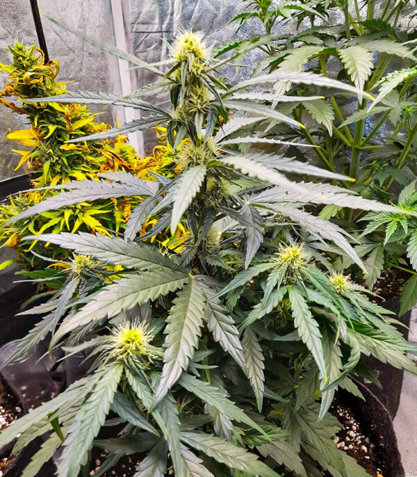 Titan F1 Auto fem (RQS) семена конопли — изображение 6