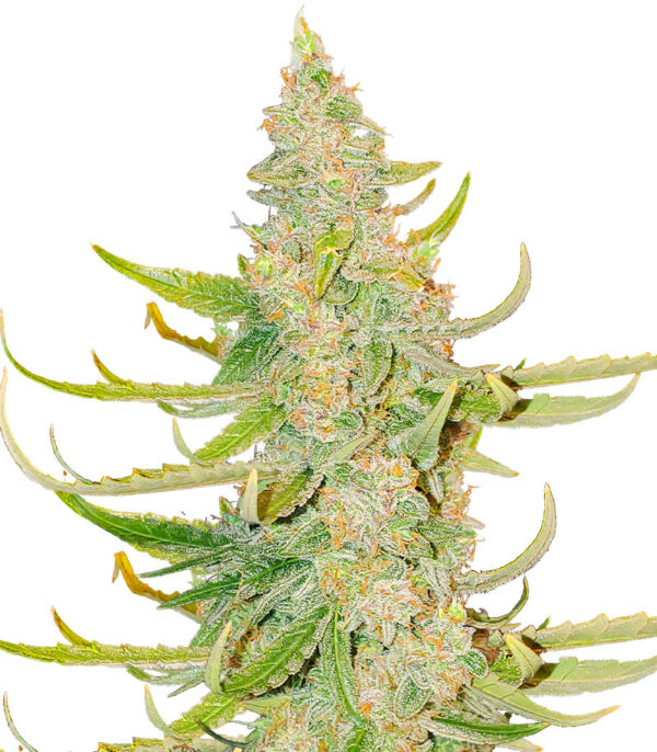 Titan F1 Auto fem (RQS) семена конопли