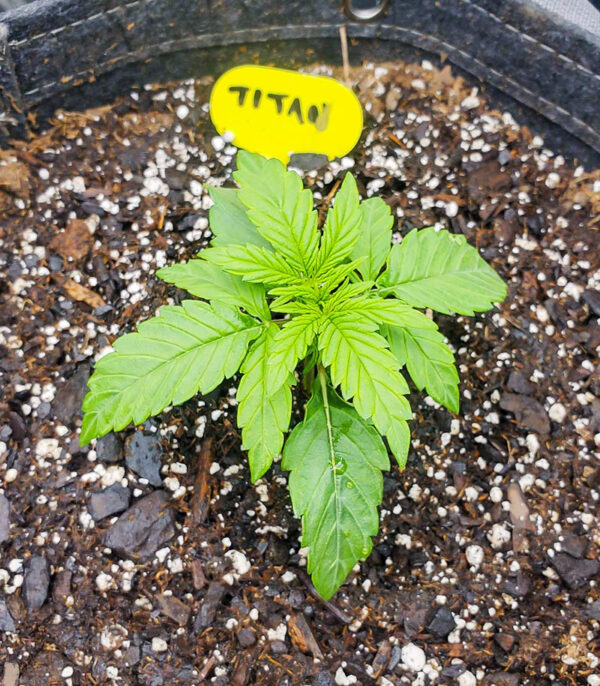 Titan F1 Auto fem (RQS) семена конопли — изображение 9
