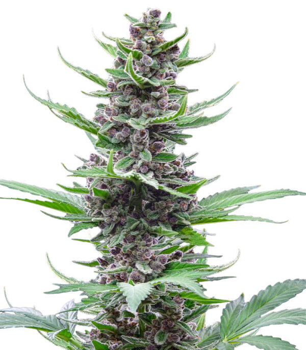 Tropicana Cookies Auto fem