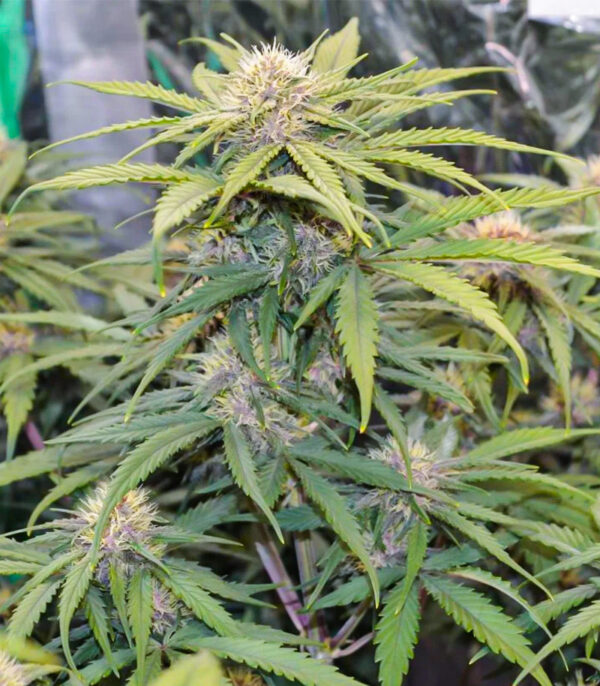 Tropicana Cookies Auto fem — изображение 6