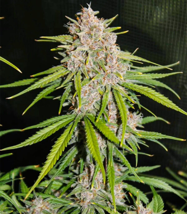 Tropicana Cookies Auto fem — изображение 5