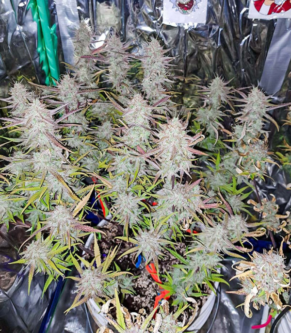 Tropicana Cookies Auto fem — изображение 4