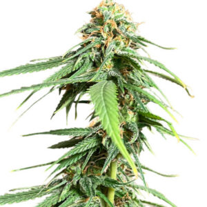 AFS Princess fem (AlphaFem Seeds) семена конопли