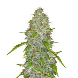 Auto Daiquiri Lime fem (Dutch Passion) семена конопли