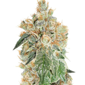 Auto Colorado Cookies fem (Dutch Passion) семена конопли