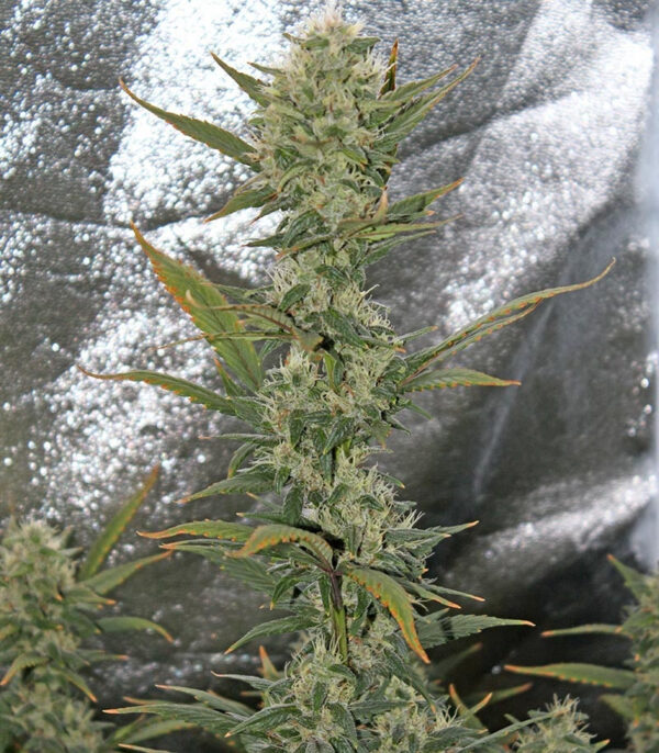 Blackberry auto fem (FastBuds) семена конопли — изображение 3
